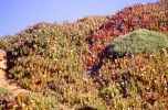 PICTURES/California Coastline, Fort Ross and a Little Wine/t_Coastline7.jpg